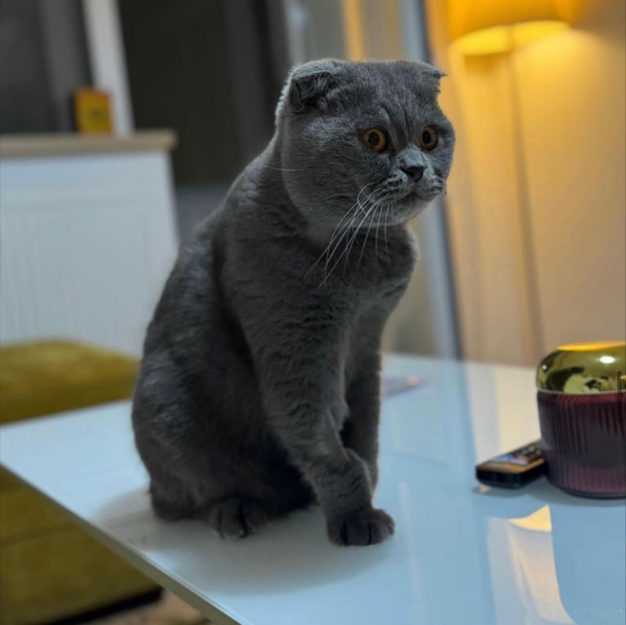 Companion în grijă PetCare